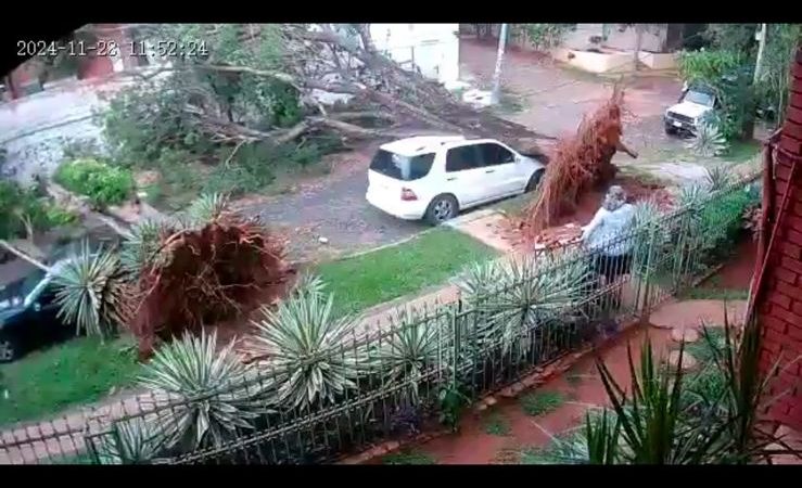 Dos árboles cayeron sobre dos vehículos en el barrio Sajonia