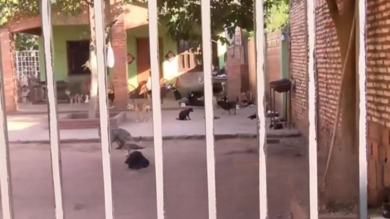 Vecinos de Ypané se quejan de un refugio de cien gatos