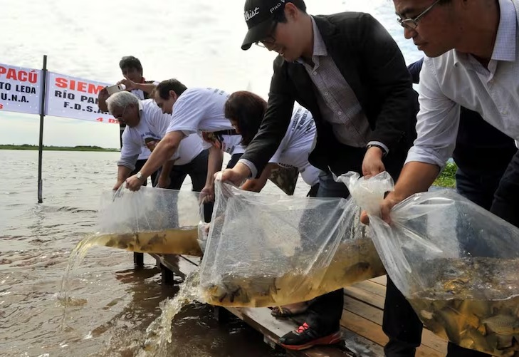 Japoneses buscan preservar 80 mil hectáreas destinadas a desarrollo sustentable, afirman