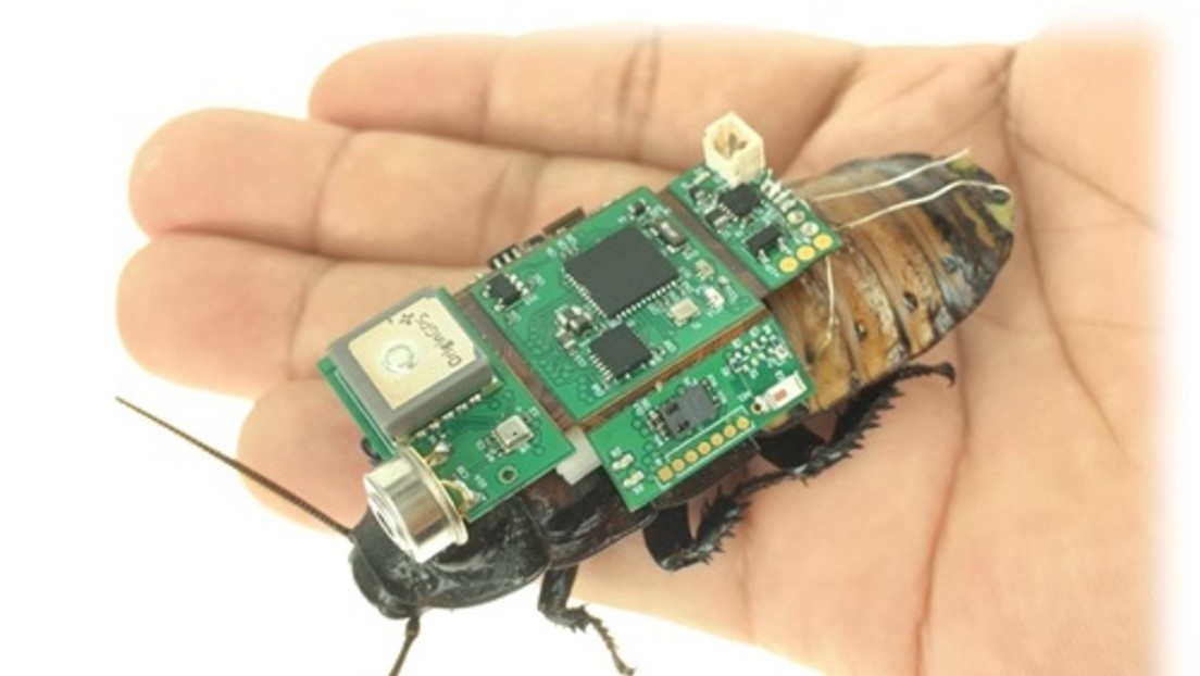 Ya se fabrican ‘cucarachas cíborg’ en serie