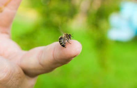 Vecinos de Capiatá vivieron terror por culpa de unas abejas