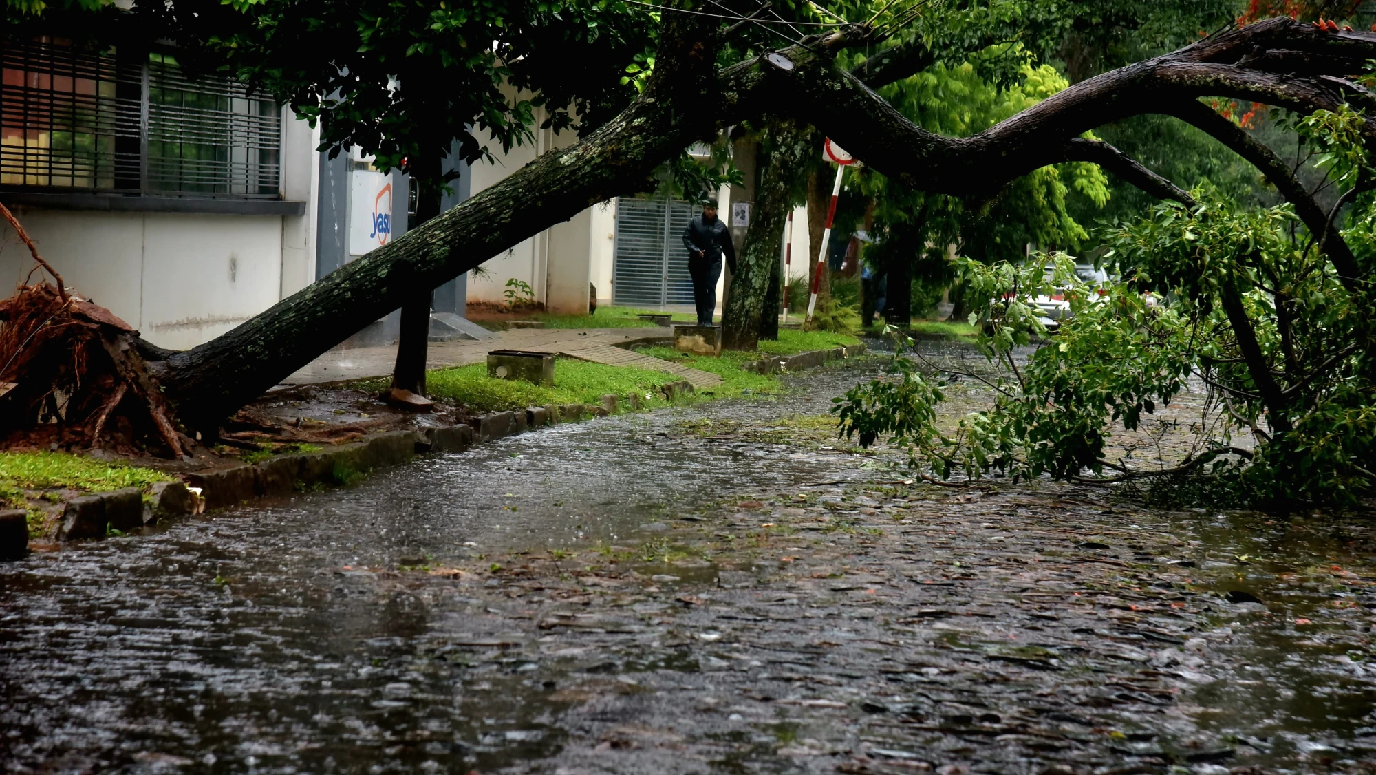 Un total de 50 árboles caídos en Asunción tras la tormenta