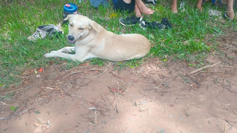 Caacupé dejó a muchos perritos abandonados