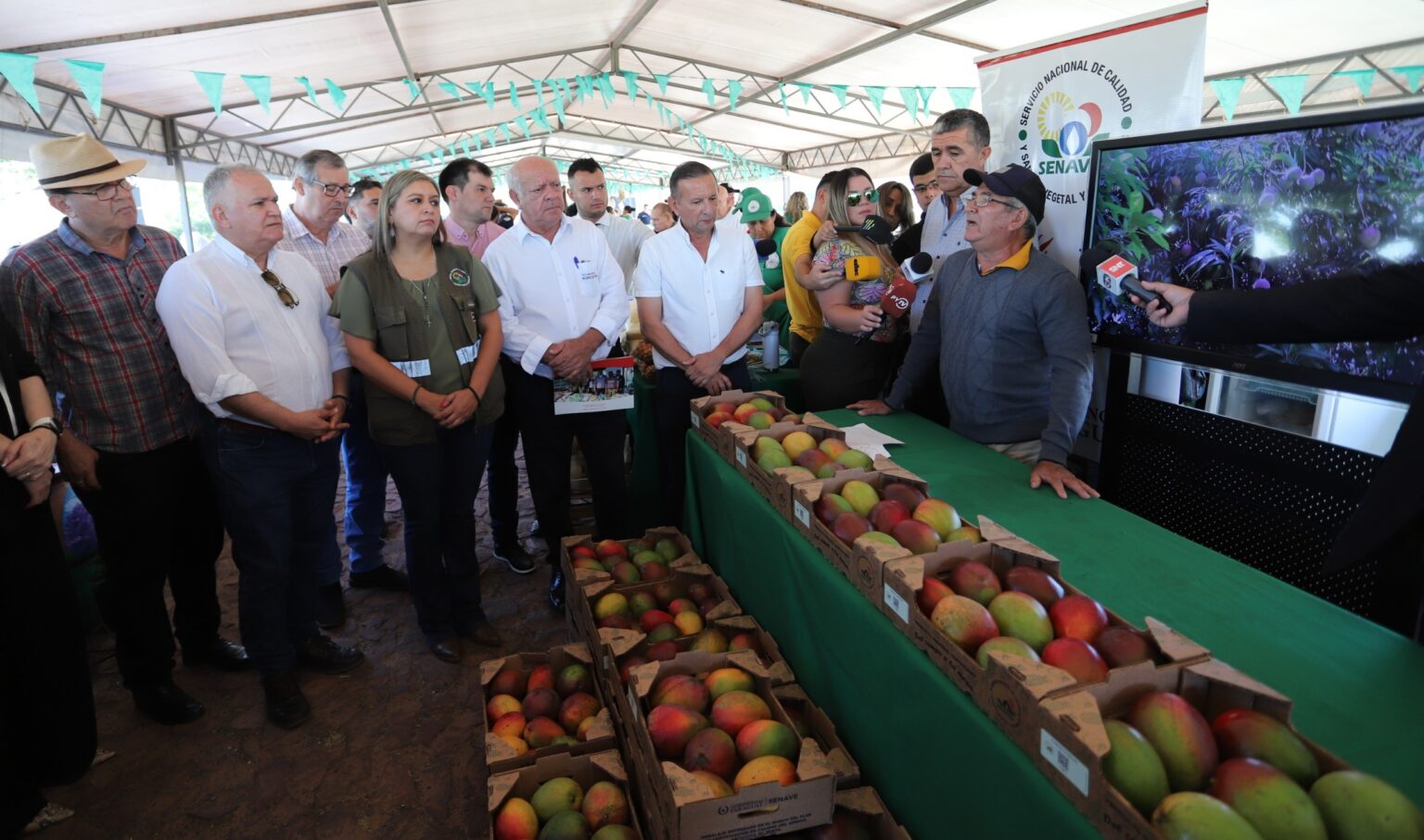 El mango paraguayo expande sus fronteras: Ahora se exportará a Chile