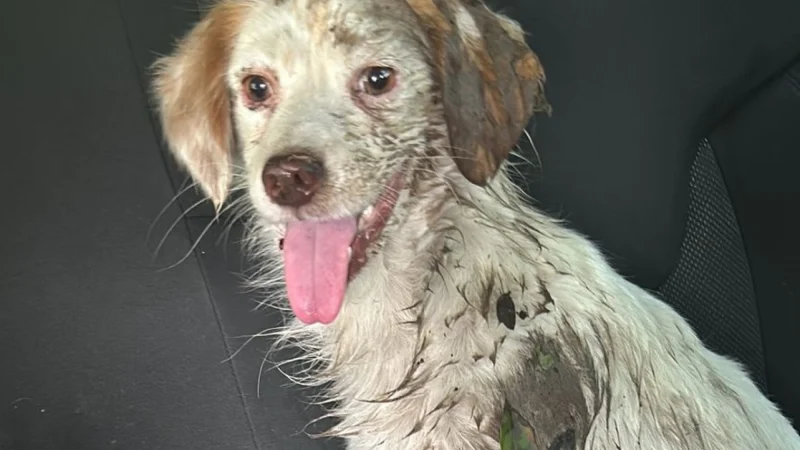 Rescatan a perrito herido en Altos y piden ayuda para su cirugía