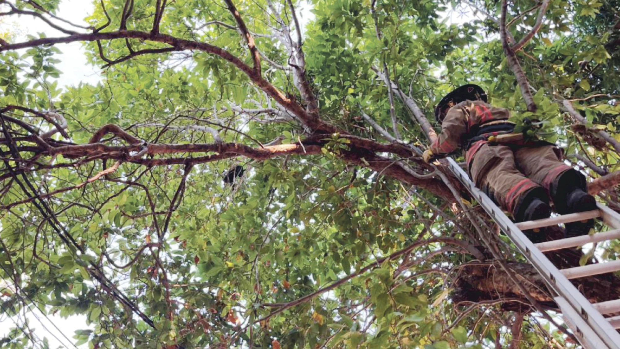 Gatito atrapado en un árbol en Asunción fue rescatado por bomberos