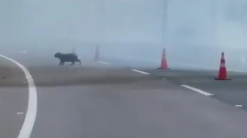 Mamá carpincho corrió del incendio en Ypacaraí