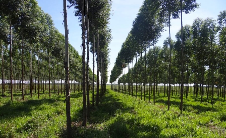 Sector forestal de Paraguay promete prosperidad