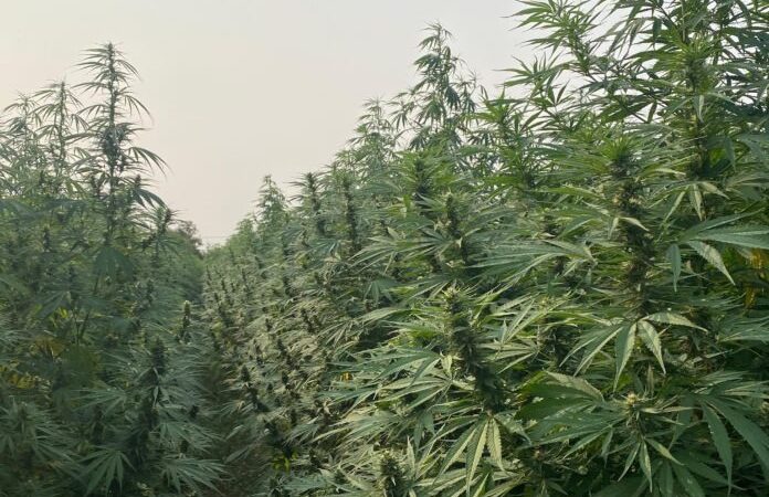 Paraguay concretó la primera exportación de flor de Cannabis industrial a Europa
