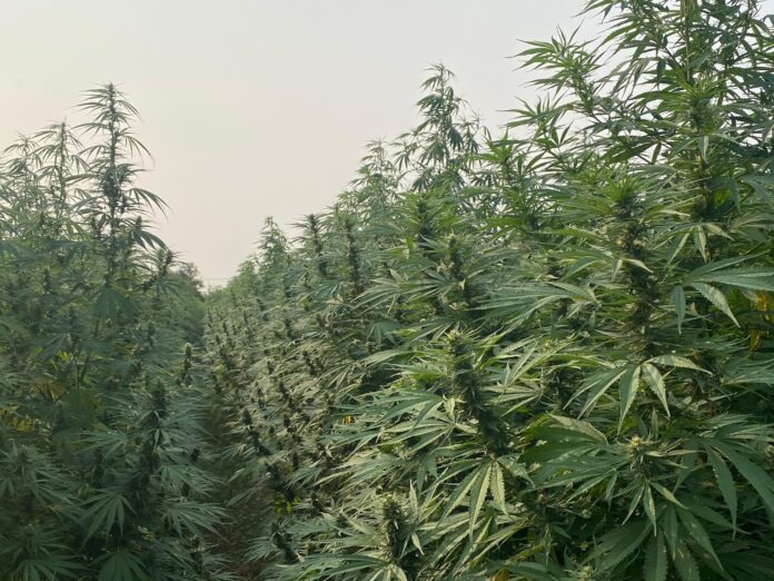 Paraguay concretó la primera exportación de flor de Cannabis industrial a Europa
