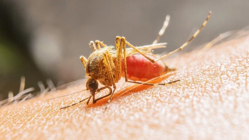 OPS lanzó alerta por fiebre amarilla tras brote de casos mortales en la región