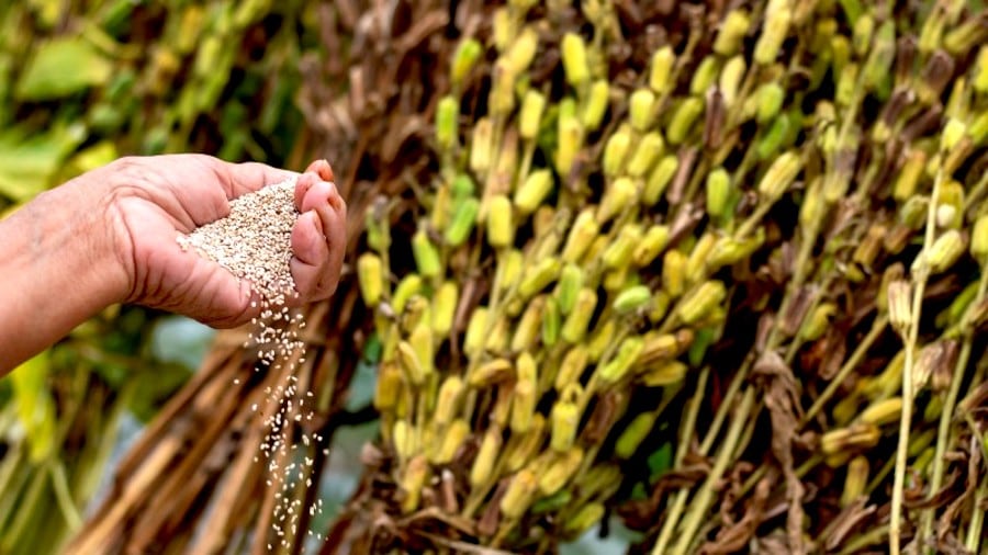 Paraguayos crean un superalimento saludable con la mezcla del sésamo y la chía