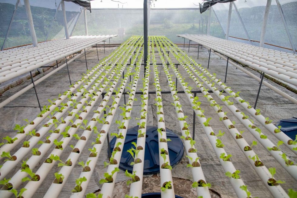 Reinserción social: reclusos producen 2.000 lechugas hidropónicas al mes