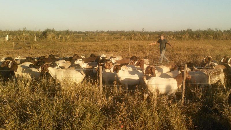 Senado tratará proyecto que reconoce a los animales como seres vivos con sentimientos