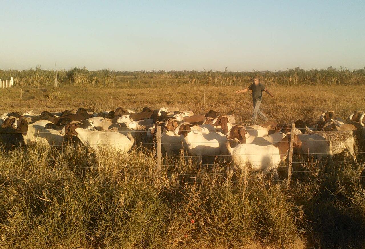 Senado tratará proyecto que reconoce a los animales como seres vivos con sentimientos