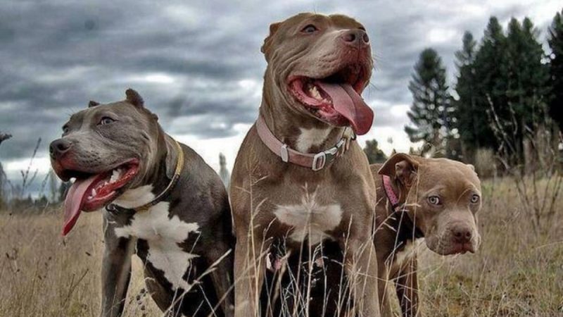 Asociación de Pitbulls apunta a mestizos y aconseja qué hacer para no ser atacado