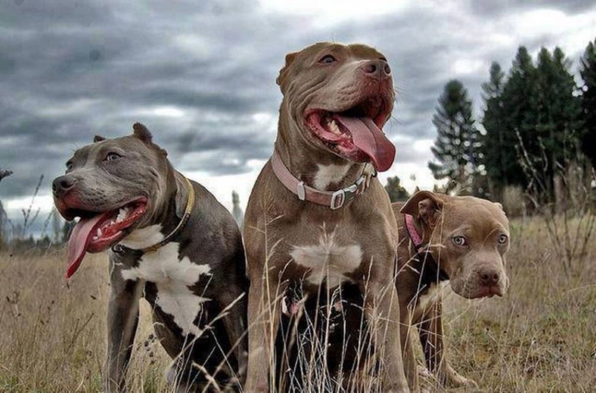 Asociación de Pitbulls apunta a mestizos y aconseja qué hacer para no ser atacado