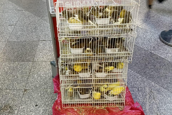 Retuvieron 72 canarios en aeropuerto por falta de documentación sanitaria