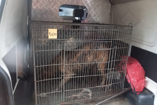 Ataque de perro deja un fallecido y un herido: Dueño fue detenido por orden de captura pendiente