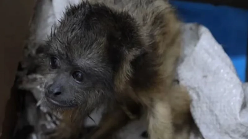 Intentaron vender tres monos y fueron detenidos en una compra simulada en Asunción