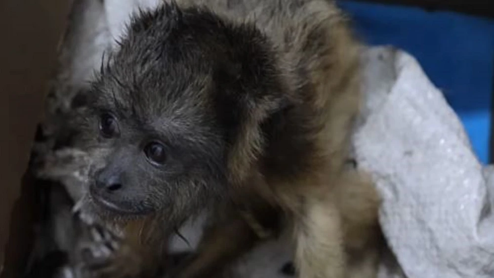 Intentaron vender tres monos y fueron detenidos en una compra simulada en Asunción