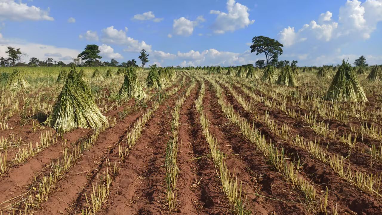 Sésamo paraguayo tuvo buen rendimiento y atrae la atención de China