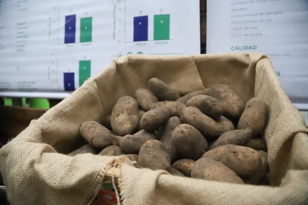 Inicia cultivo de papa 2025: proyectan cosechar 9 millones de kilos