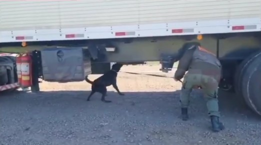 “Exportación verde”: Camión paraguayo con 1.500 kilos de marihuana cae en Formosa