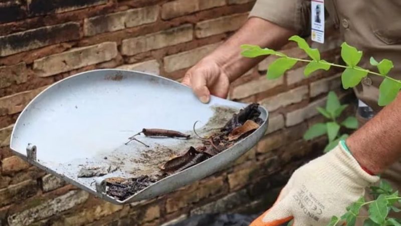 Chikunguña reaparece, dengue se mantiene igual y no hay zika