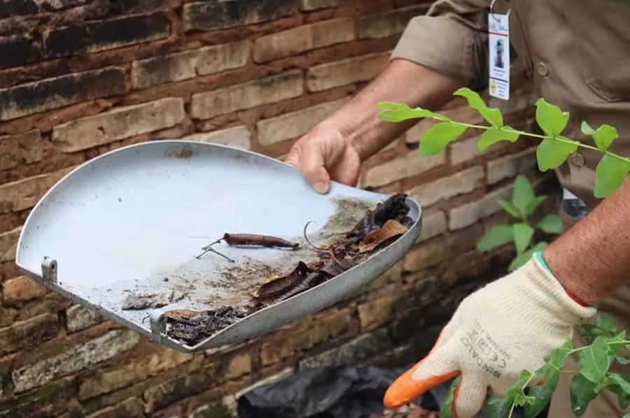 Chikunguña reaparece, dengue se mantiene igual y no hay zika
