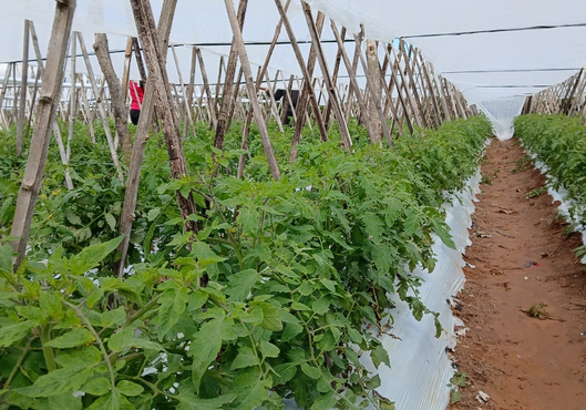 Intenso frío que soporta ahora Paraguay es consecuencia del «último coletazo» de La Niña, según experto