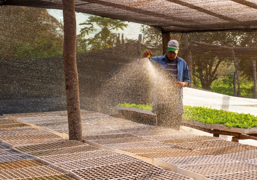 Paraguay y Corea impulsan proyecto para fortalecer la cadena hortícola en cuatro departamentos