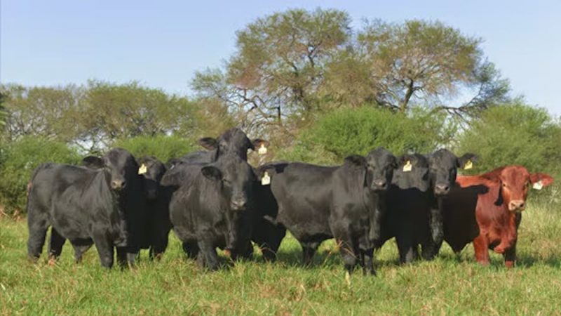 Reafirman que Paraguay avanza hacia una producción ganadera responsable