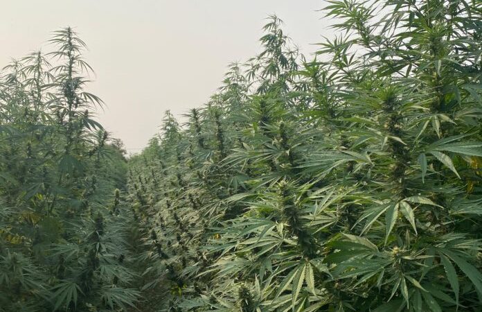 Afirman que Paraguay podría generar hasta USD 22.000 millones mediante el cannabis de uso adulto