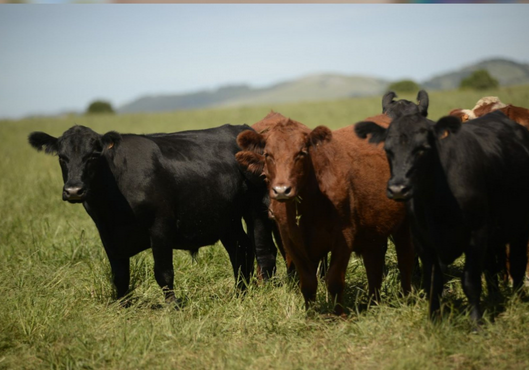 ¿Nos afecta el arancel de EE.UU a la carne de Brasil?