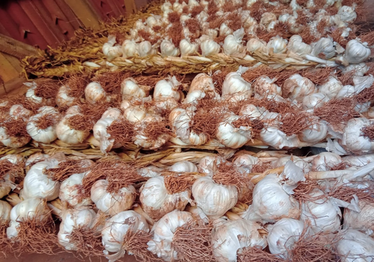 Reimpulsan el cultivo de ajo como rubro estratégico con alto potencial de rendimiento