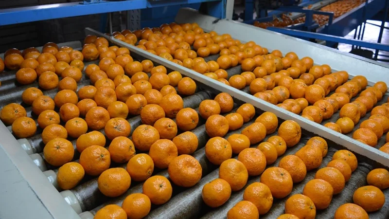 Dirigente frutihortícola denuncia falta de respuesta del Gobierno y monopolio en cítricos