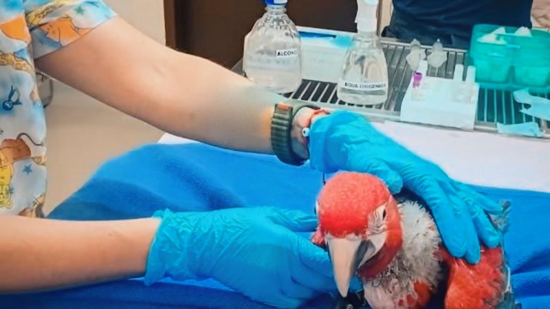 MADES lidera operativo y salva a especies de guacamayos en peligro de extinción