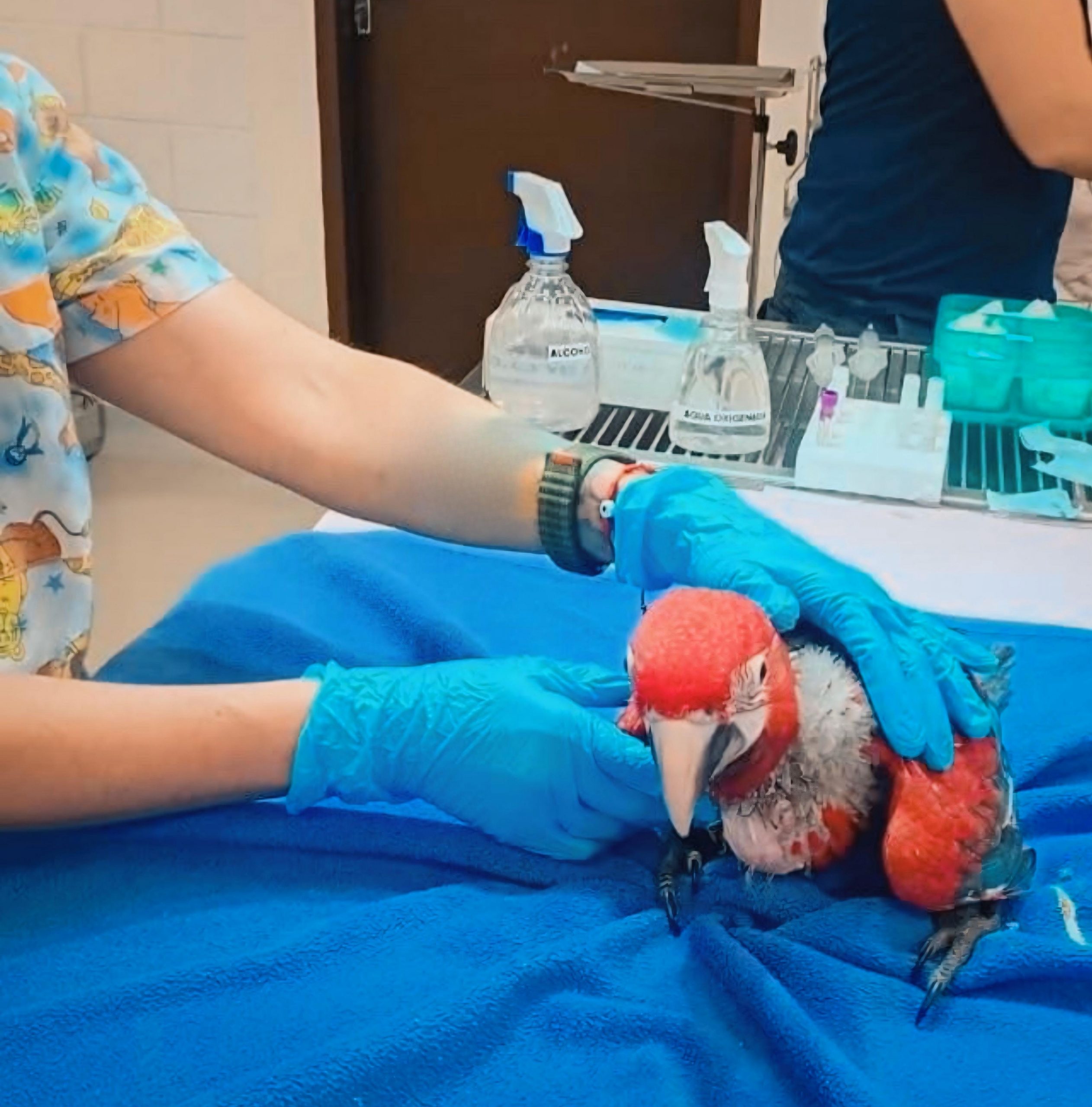 MADES lidera operativo y salva a especies de guacamayos en peligro de extinción