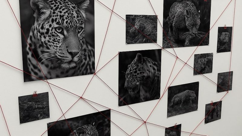 “Voces por el planeta”: lanzan beca para artistas que luchan contra la crisis climática