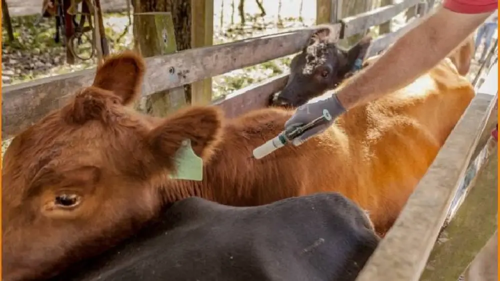 Senacsa promueve fin de la vacunación contra la aftosa