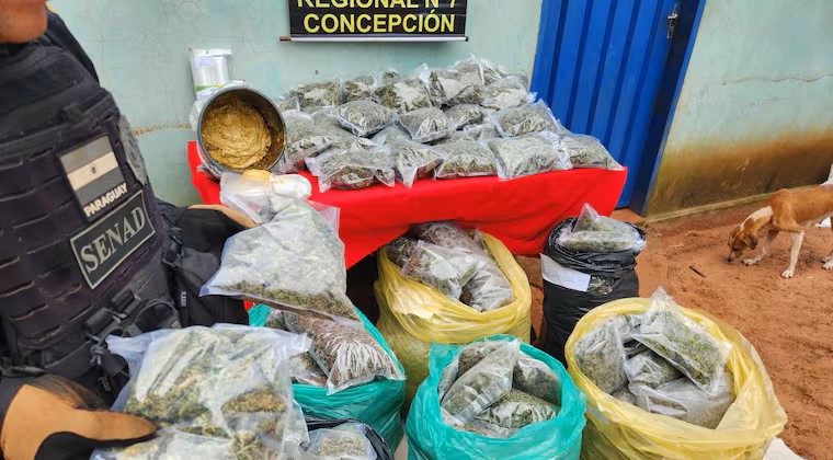 SENAD desmantela narcolaboratorio de marihuana Skunk en Tacuatí