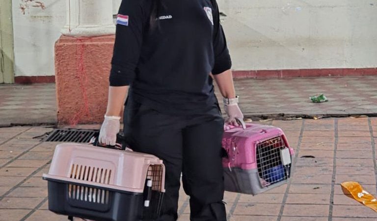 Gatos del Buen Pastor también fueron trasladados a nueva cárcel