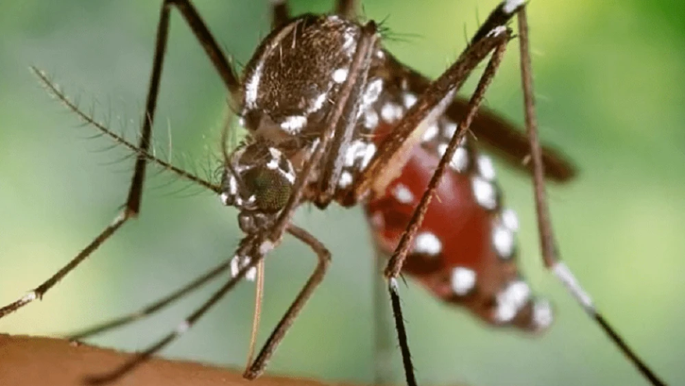 Salud recibe 70.200 dosis de vacuna tetravalente contra el dengue