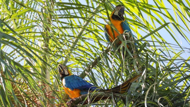 Histórico avistamiento de guacamayos en Refugio Biológico de Mbaracayú