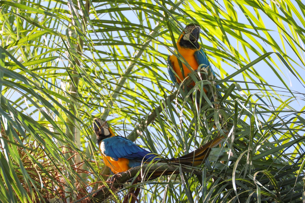 Histórico avistamiento de guacamayos en Refugio Biológico de Mbaracayú