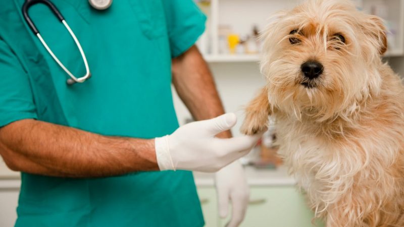 ¡Histórico! Paraguay habilitará su primer hospital público veterinario