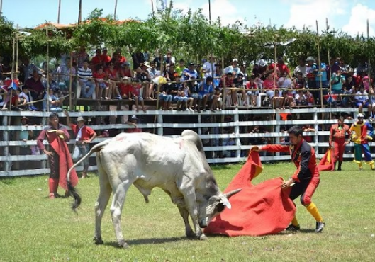 Defensa Animal rechaza declarar la corrida de toros como patrimonio cultural