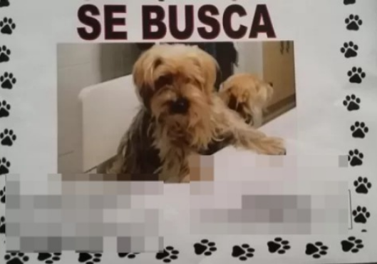 Nueva modalidad de estafa: Ahora delincuentes usan publicaciones de mascotas perdidas para engañar