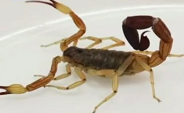 Alerta por alacranes y escorpiones: destacan medidas de prevención y protocolo médico